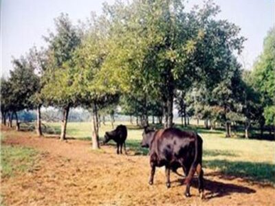 The Search for Rare, Heritage Apples Image